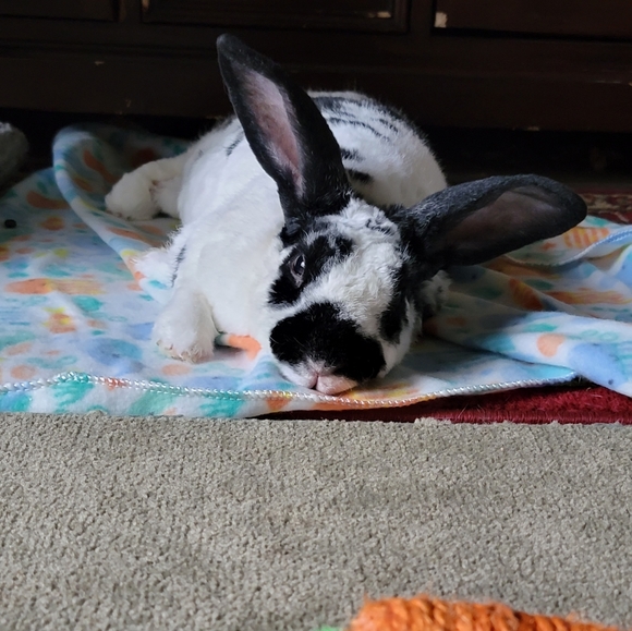 Meet your Posher, Miranda - Picture 3 of 6